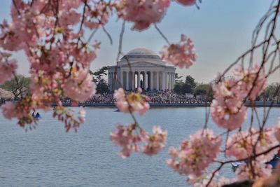 Jefferson memorial by lake seen through flowering tree in city