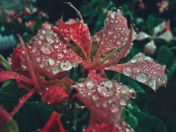 Close-up of wet red flowers blooming outdoors