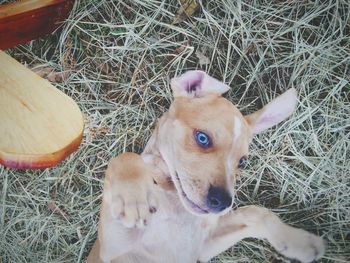 Portrait of a dog on field