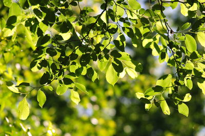 Low angle view of leaves on tree