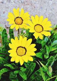 Close-up of yellow flowering plant