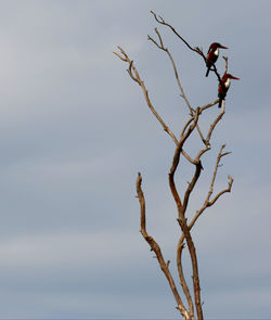 Low angle view of bird perching on tree against sky