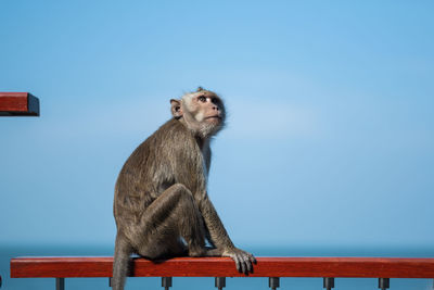 Giraffe sitting on railing against clear sky