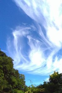 Low angle view of trees against blue sky