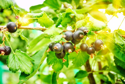 Close-up of berries growing on tree