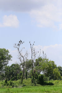 Plants growing on land against sky