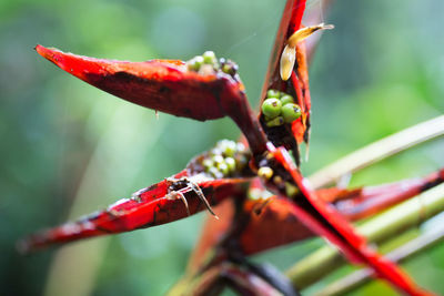 Close-up of red flower