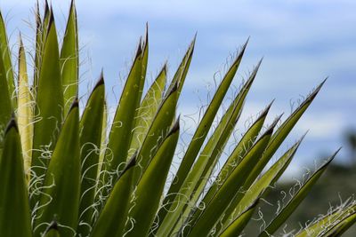 Close-up of stalks in field against sky