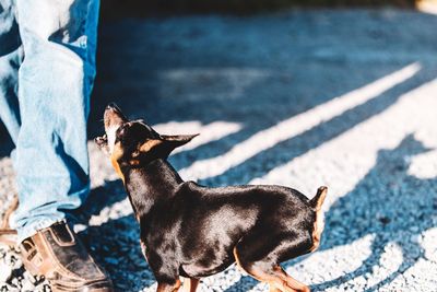 High angle view of a dog