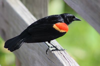 Close-up of bird perching on wood