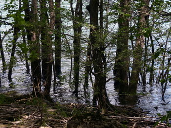 Trees growing in forest