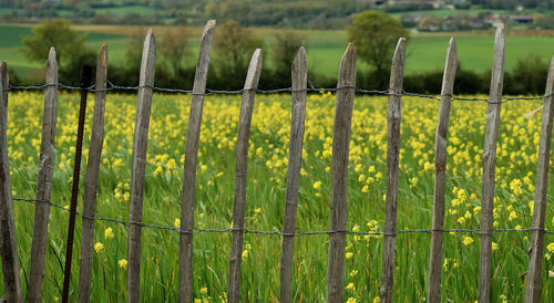 Chainlink fence on field