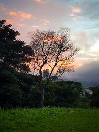 Trees on field against sky during sunset