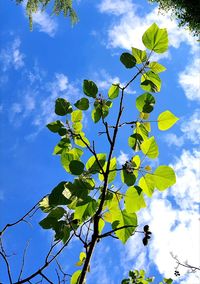 Low angle view of plant against sky