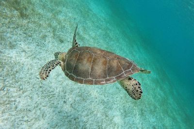 High angle view of a turtle underwater