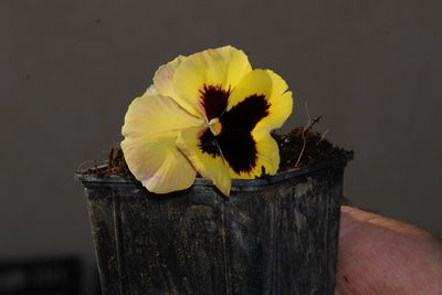 Close-up of yellow flower on wood