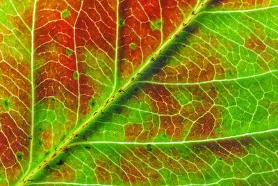 plant part