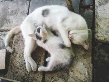 High angle view of dog relaxing outdoors