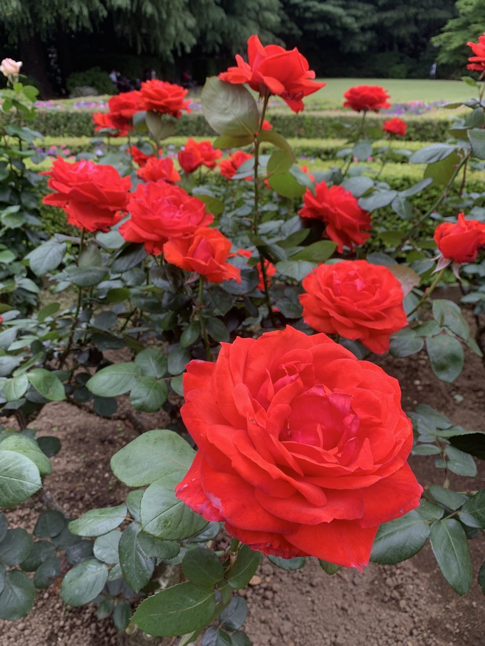 plant, flower, flowering plant, beauty in nature, red, freshness, petal, nature, rose, garden roses, leaf, inflorescence, plant part, flower head, growth, fragility, close-up, no people, day, high angle view, outdoors