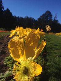 Close-up of yellow flowering plant on field