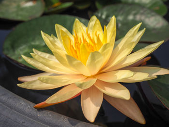 Close-up of lotus water lily