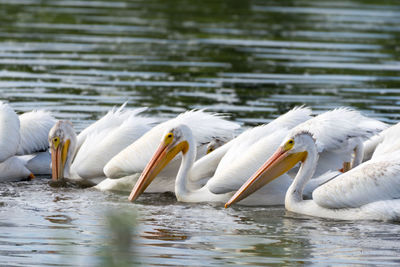 White birds in lake