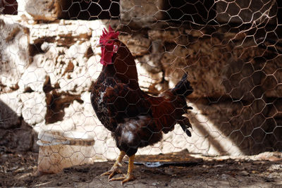 Close-up of rooster in cage