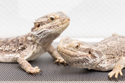 Close-up of a lizard