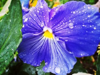 Close-up of wet purple flower blooming outdoors