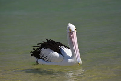 Pelican. monkey mia. shark bay. coral coast. western australia