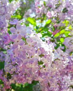 Close-up of cherry blossom