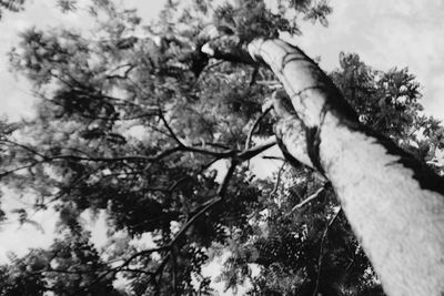 Low angle view of bare tree against sky