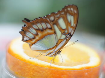 Close-up of orange fruit