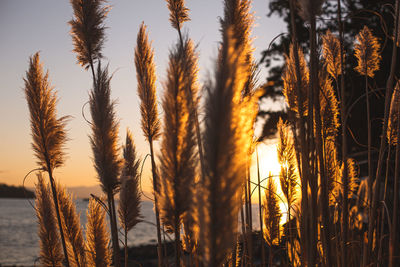 Close-up of stalks in field against sunset sky