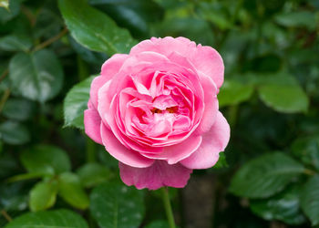 High angle close-up of pink flower growing at park