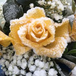 Close-up of yellow rose plant