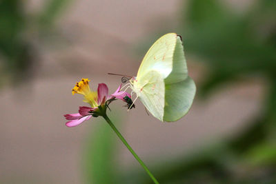 Close-up of butterfly on flower