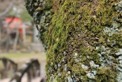 Close-up of moss on tree trunk