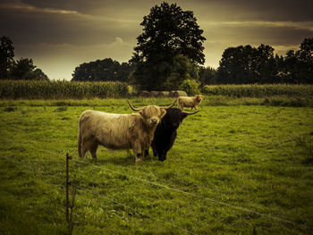 Sheep grazing on field