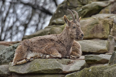 Deer on rock in zoo