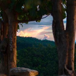 Trees against sky during sunset