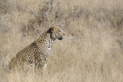 View of cat on landscape