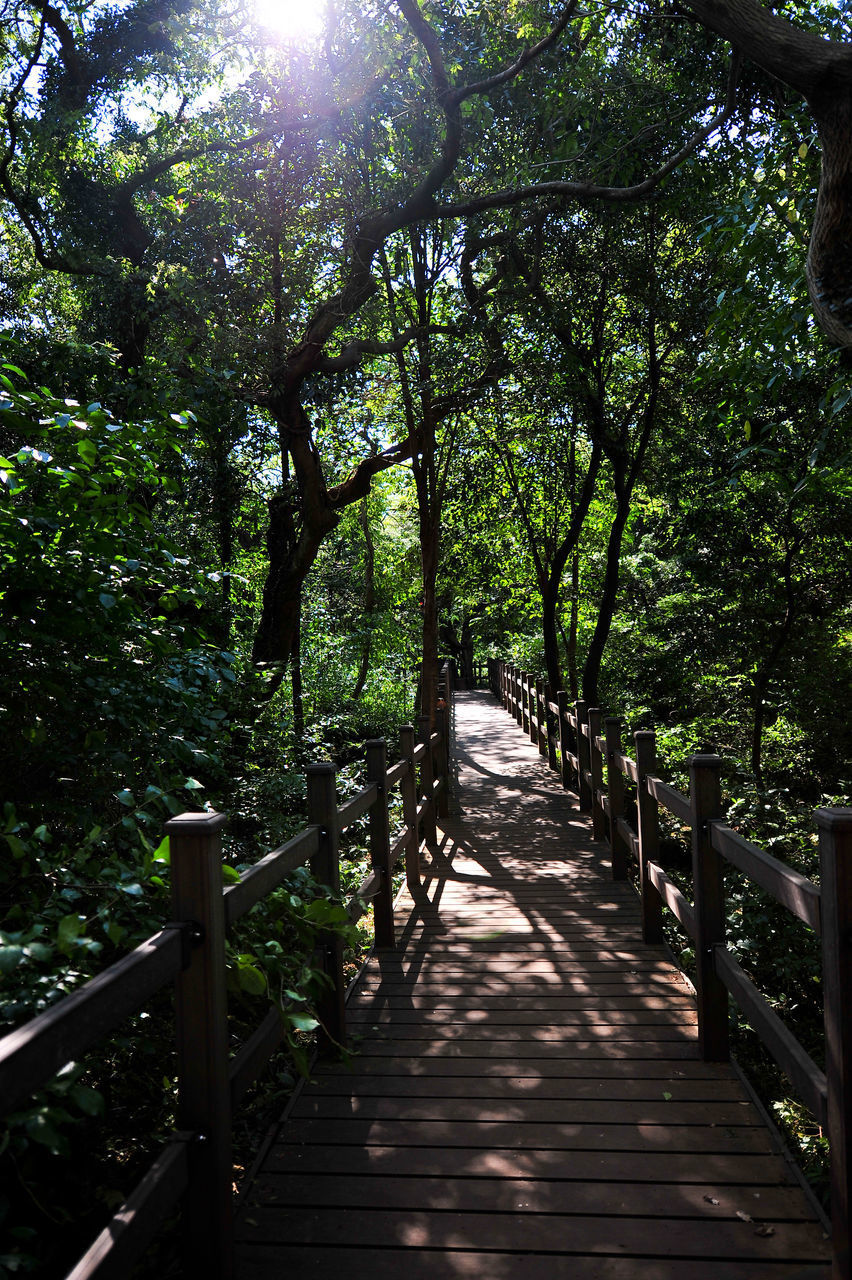 WOODEN FOOTBRIDGE AMIDST TREES