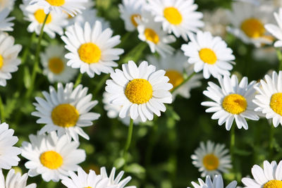 Close-up of white daisy flowers