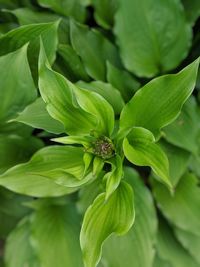 Close-up of fresh green leaves
