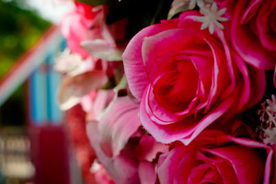 Close-up of pink rose