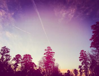 Low angle view of trees against sky