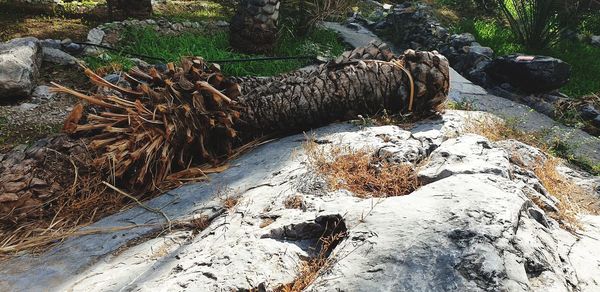 High angle view of driftwood in forest