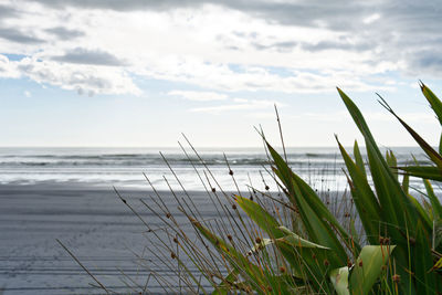 Close-up of plants by sea against sky