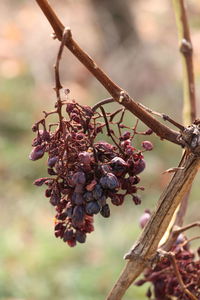 Close-up of berries growing on tree